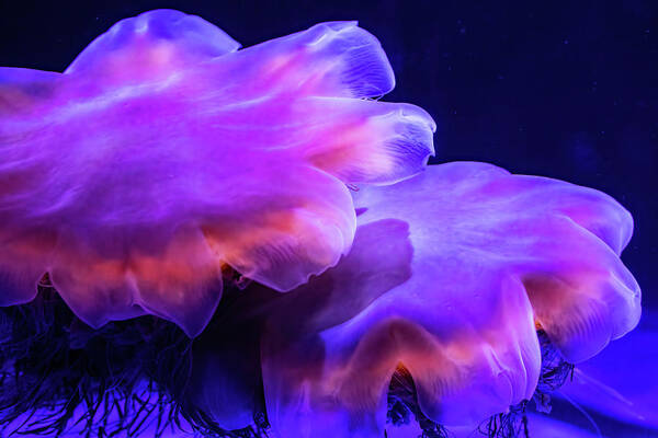 Sea Life Poster featuring the photograph Lion's Mane Jellies by Bob Cournoyer