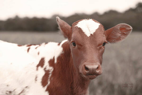 Texas Longhorn Cow Picture Poster featuring the photograph Little longhorn - Jewels by Cathy Valle