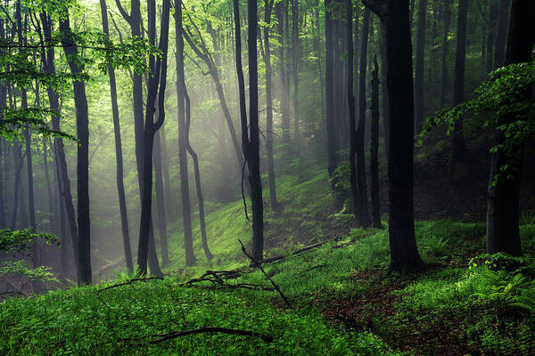 Mist Poster featuring the photograph Living Forest by Evgeni Dinev