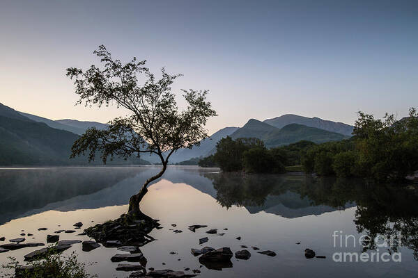 Tree Poster featuring the photograph Llyn Padarn Tree by David Lichtneker