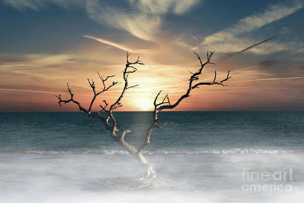 Dead Tree Poster featuring the photograph Lone Tree by Ed Taylor