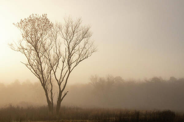 Misty Poster featuring the photograph Lone Tree On A Foggy Morning by Kristia Adams