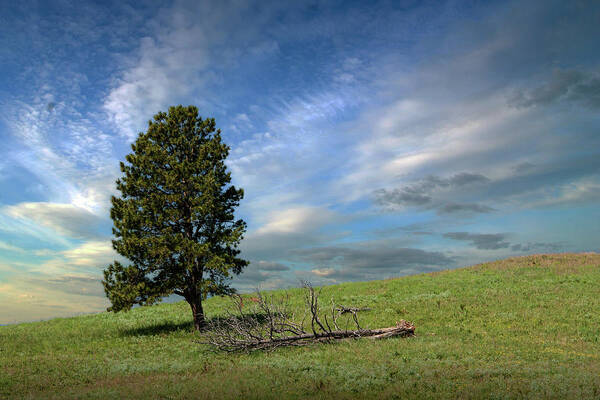 Landscape Poster featuring the photograph Lone Tree on a Hill in Summer by Randall Nyhof