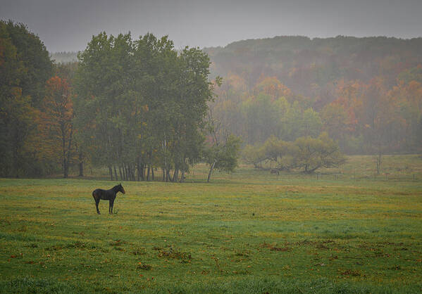 Foal Poster featuring the photograph Lonely Foal by Guy Coniglio