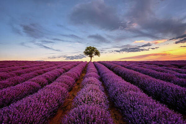 Lavender Poster featuring the photograph Lonely Tree in a Lavender Field at Sunset by Alexios Ntounas