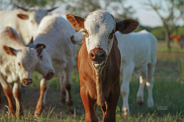 Texas Longhorns Wall Art Poster featuring the photograph Longhorn Calves Wall Art by Cathy Valle