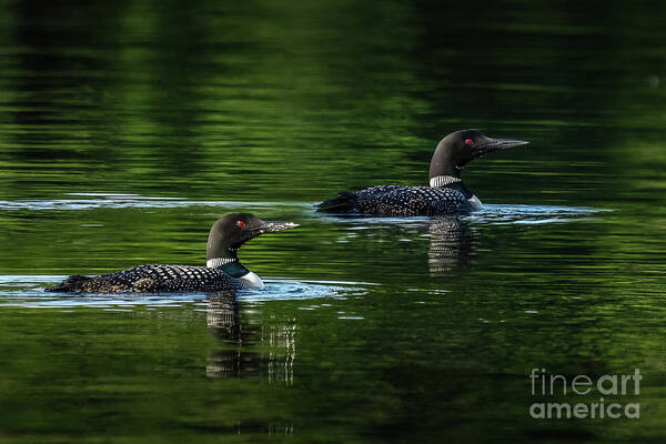 Loon Poster featuring the photograph Loons Swimming by Bill Frische
