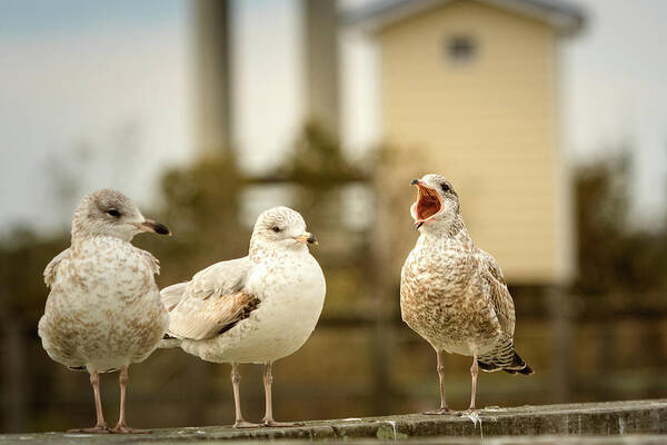 North Carolina Poster featuring the photograph Loud Mouthed Juvenile Gull by Joni Eskridge