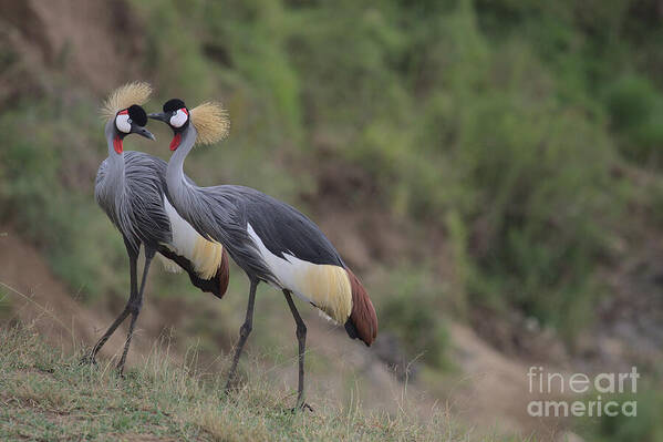  African Crowned Crane Poster featuring the photograph Love in the Mara by Nirav Shah