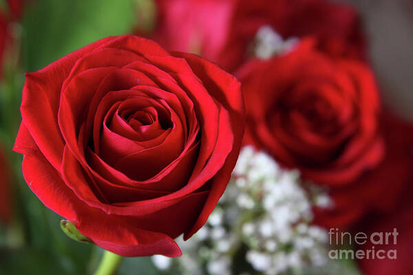 Red Roses Poster featuring the photograph Love is in the Air by Jayne Carney