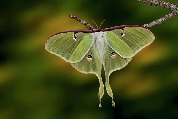 Moth Poster featuring the digital art Luna Moth by Jerry Dalrymple