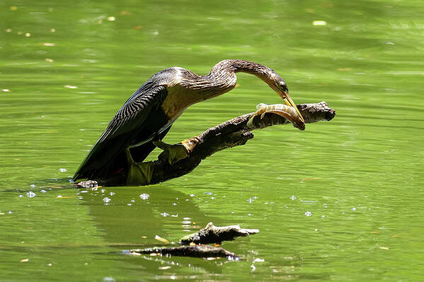 Wildlife Poster featuring the photograph Lunch for One by John Kirkland