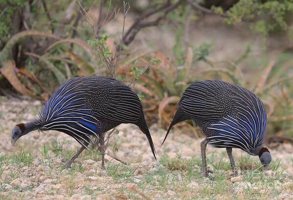 Guineafowl Poster featuring the photograph Lunch for two by Nirav Shah