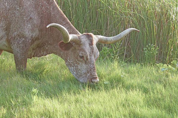 Texas Longhorn Cow Picture Poster featuring the photograph Lunchtime For Longhorns by Cathy Valle
