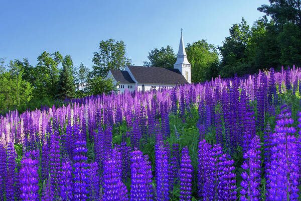 St Poster featuring the photograph Lupine Church by White Mountain Images