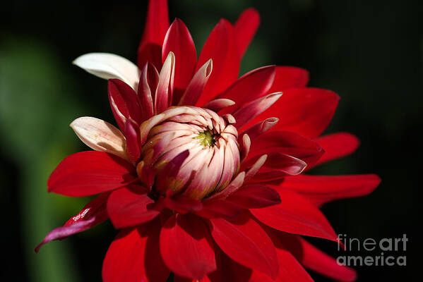 Fire And Ice Poster featuring the photograph Lush Red Dahlia by Joy Watson