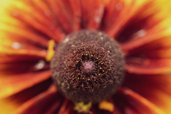 Arboretum Poster featuring the photograph Macro Photography - Black-Eyed Susan by Amelia Pearn