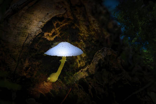 Mushrooms Poster featuring the photograph Magic Mushroom by Mark Andrew Thomas