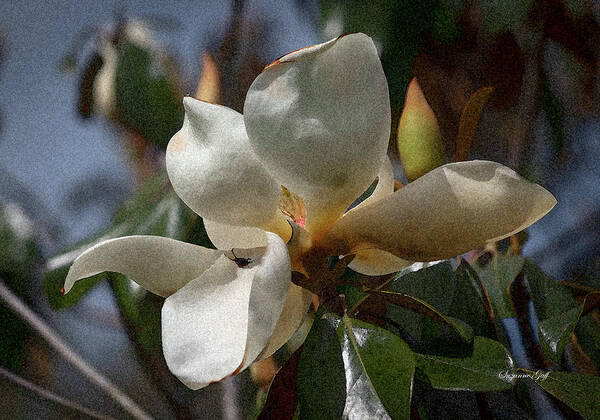 Photograph Poster featuring the photograph Magnolia grandiflora from Below III - Enhanced by Suzanne Gaff
