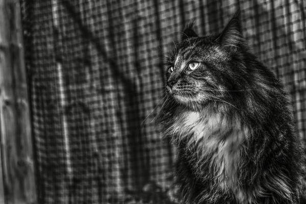Cat Poster featuring the photograph Maine Coon 2 by Jaroslav Buna