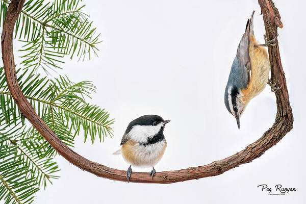 Birds Poster featuring the photograph Making an Entrance? by Peg Runyan