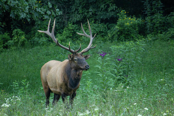 Elk Poster featuring the photograph Male Elk by Cindy Robinson