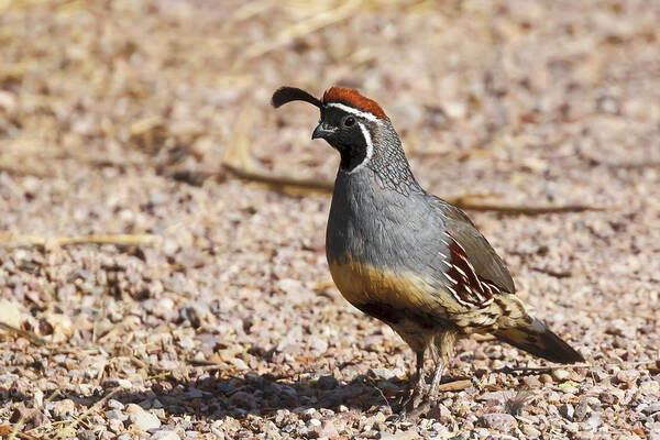 Quail Poster featuring the photograph Male Gambel's Quail by Susan Rissi Tregoning