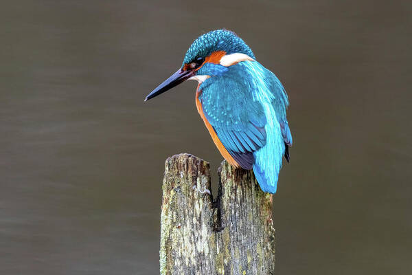 Kingfisher Poster featuring the photograph Male Kingfisher Concentration by Mark Hunter