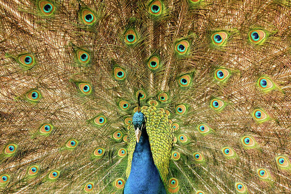 Male Peacock Colorful Poster featuring the photograph Male Peacock by David Morehead