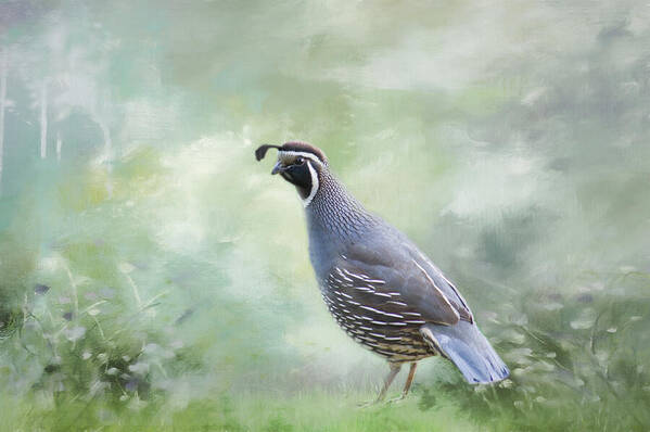 Quail Poster featuring the photograph Quail in Spring by Marilyn Wilson