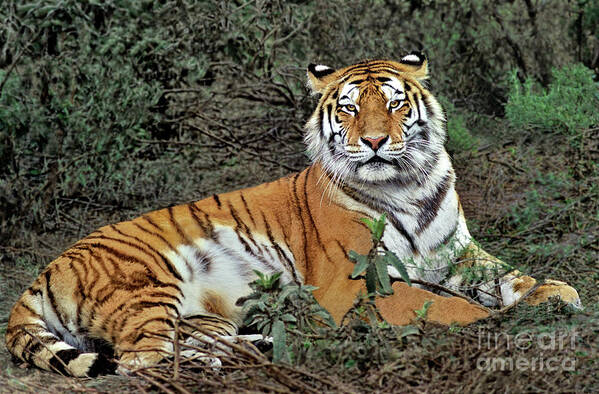 Dave Welling Poster featuring the photograph Male Siberian Tiger Panthera Tigris Altaicia Wildlife Rescue by Dave Welling