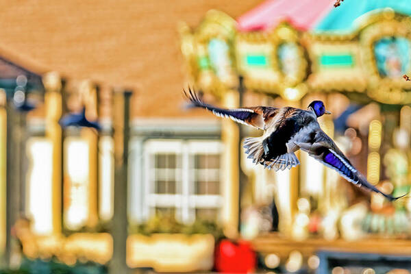 Texture Poster featuring the photograph Mallard duck and carousel by Geraldine Scull