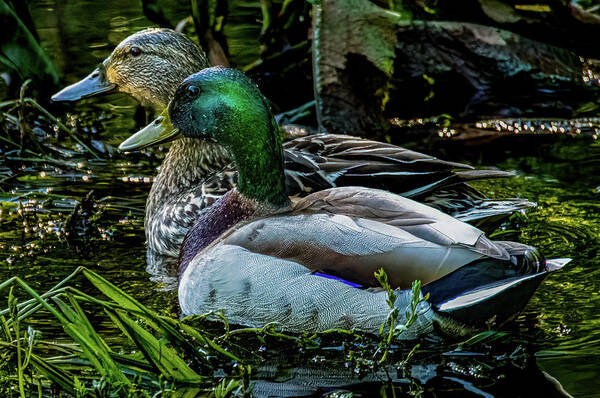 Animals Poster featuring the photograph Mallard pair by Brian Shoemaker
