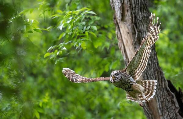 Mama Barred Owl Poster featuring the photograph Mama Barred Owl in Hunting Mode by Puttaswamy Ravishankar