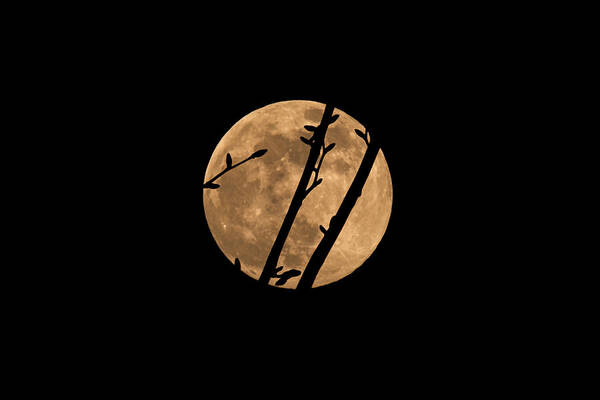 Creative Poster featuring the photograph Maple Buds Silhouetted Against The Flower Moon by Irwin Seidman