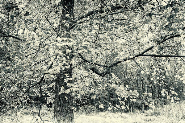 Black And White Poster featuring the photograph Maple Monarch by Carol Senske