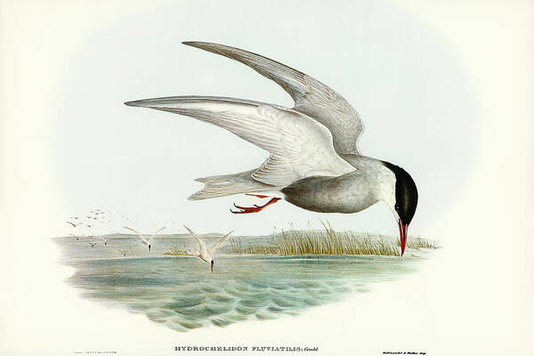 Marsh Tern Poster featuring the drawing Marsh Tern, Hydrochelidon fluviatilis by John Gould