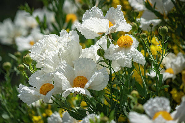 Matilija Poppies Poster featuring the photograph Matilija Poppies by Lindsay Thomson
