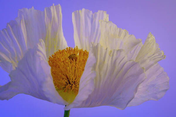 Matilija Poppies Poster featuring the photograph Matilija Poppy Portrait 2 by Lindsay Thomson