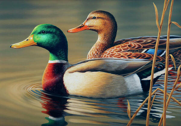 Mallard Poster featuring the painting Mating Pair by Guy Crittenden