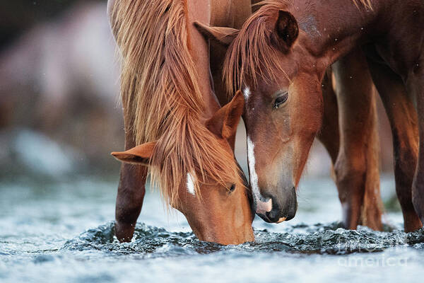 Cute Yearling Poster featuring the photograph May I Have Some? by Shannon Hastings