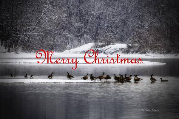 Christmas Poster featuring the photograph Merry Christmas Canadian Geese by Mary Walchuck