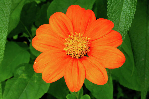Flower Poster featuring the photograph Mexican Sunflower by Brian Weber