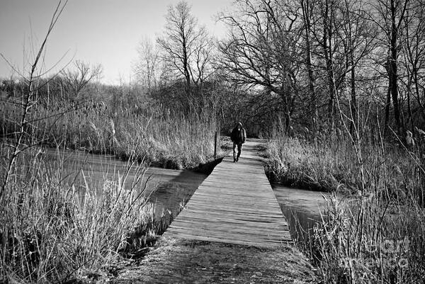 Wetlands Poster featuring the photograph Mild Day Winter Wetlands - Black And White by Frank J Casella