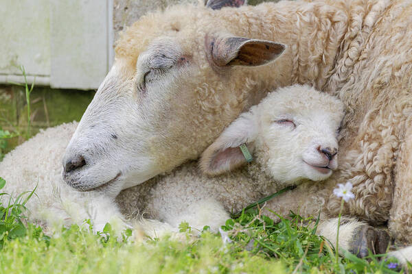Sheep Poster featuring the photograph Miracle of Love by Lara Morrison