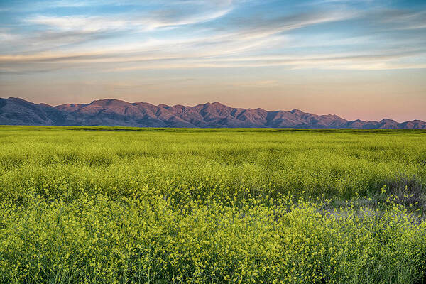 Sunset Colors Poster featuring the photograph Mustard Blooms at Sunset by Dave Dilli