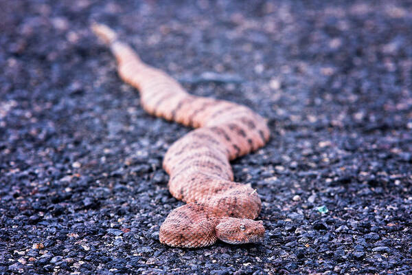 Arizona Poster featuring the photograph Mohave rattlesnake-#7980 by Jack and Darnell Est