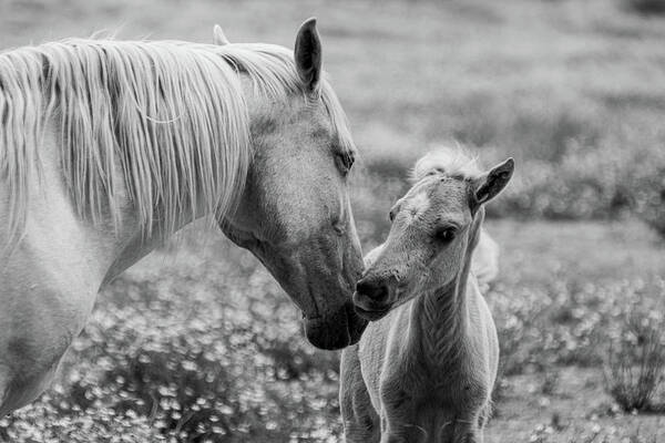 Horse Poster featuring the photograph Momma's kisses are best by Jamie Tyler