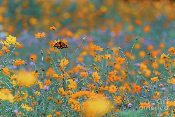 Coreopsis Poster featuring the photograph Monarch in pollinator meadow BU10666 by Mark Graf