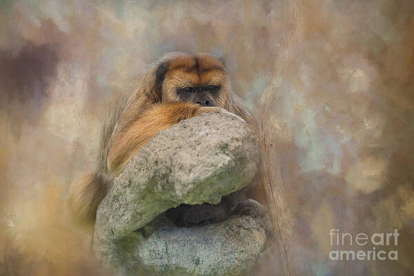 Monkey Poster featuring the photograph Contemplating the View Textured by Amy Dundon